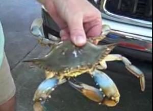 blue crab